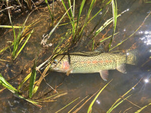 Prime fly fishing for Rainbow trout in waters in Taos, NM