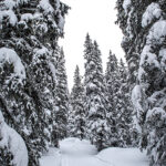 snow laden pine trees