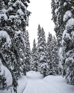 snow laden pine trees