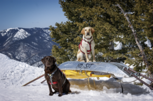 Taos Avalanche Rescue Dogs