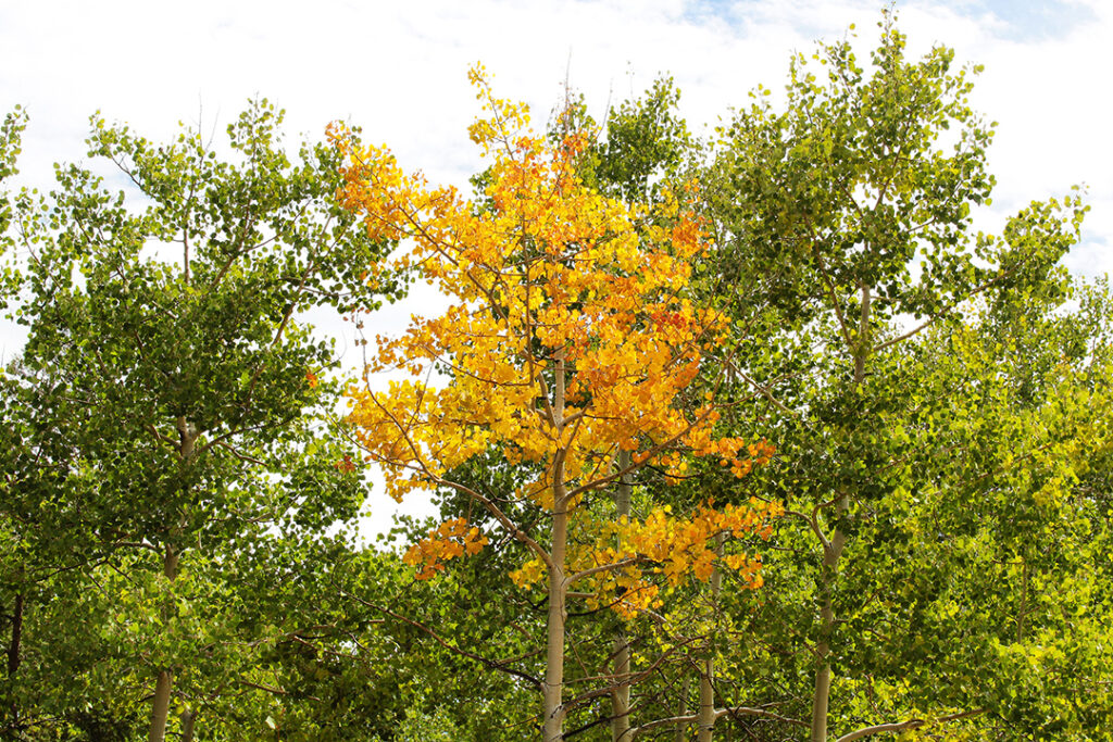 A solitary yellow aspen tree among green leafed aspens