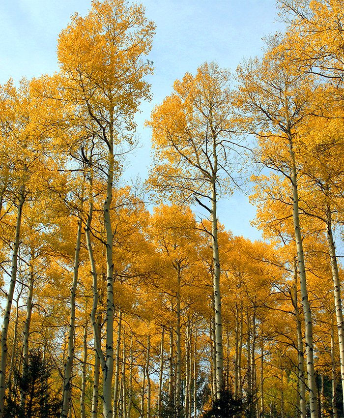 Yellow aspen trees in front of a blue sky