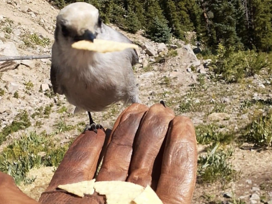 A 'Camprobber Jay' eats a cracker out a gloved hand.
