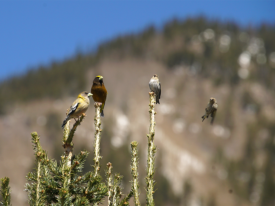 Two Evening Grosbeck birds sit atop a pine tree while two pine siskins fly in for a landing