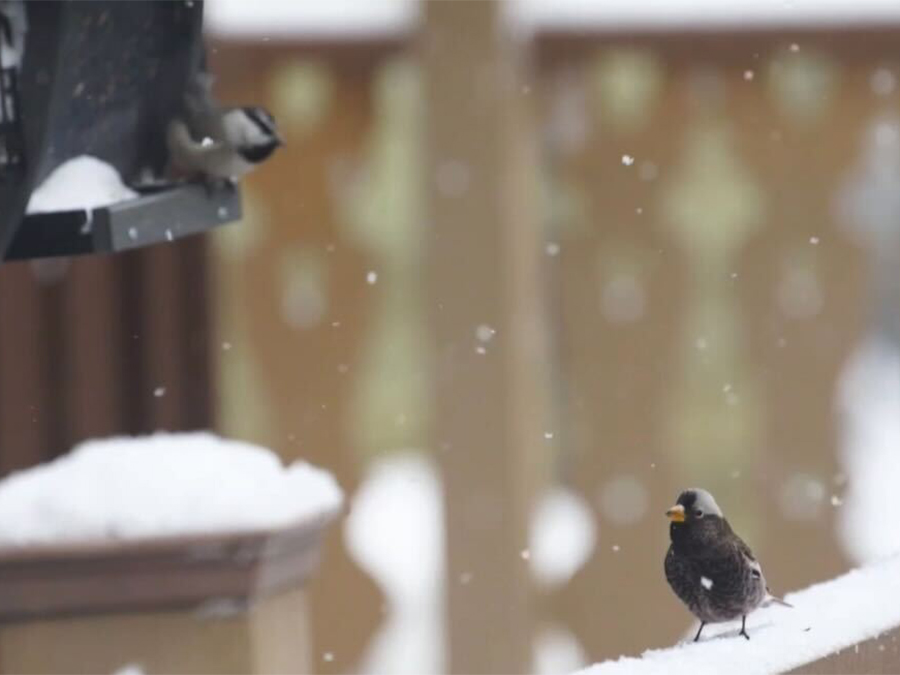A rosy finch perches on a snowy bannister eyeing a bird feeder.