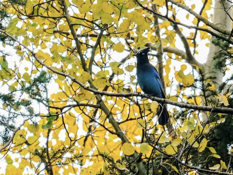 A Stellar's Jay perched on a branch with yellow aspen leaves