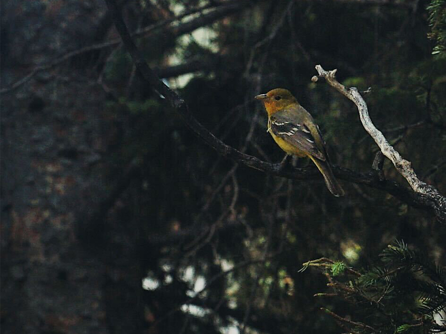 A brightly colored orange and yellow Western Tanager perches in the dark branches of a fir tree.