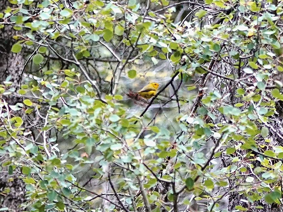A yellow Western Tanager sit in a dense shrub