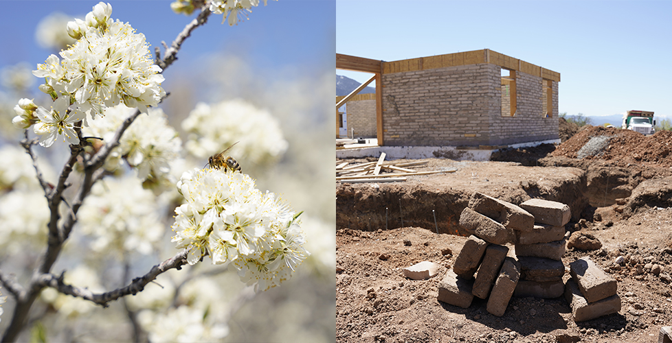 A bee on plum blossoms and an adobe house under construction.