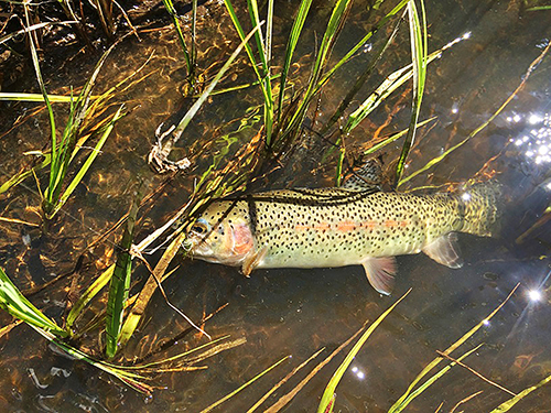 A cutthroat trout hides in an eddy in a stream on a Taos fly fishing trip.