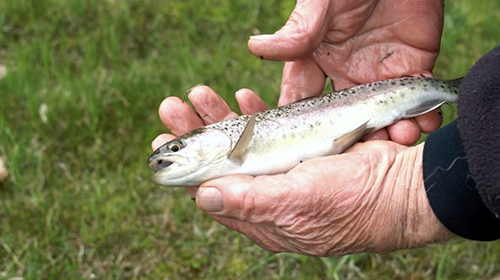 A man holds a young rainbow trout in his hands.
