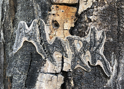 The name "Mark" carved into the bark of a aspen tree still remains long after the tree has died.