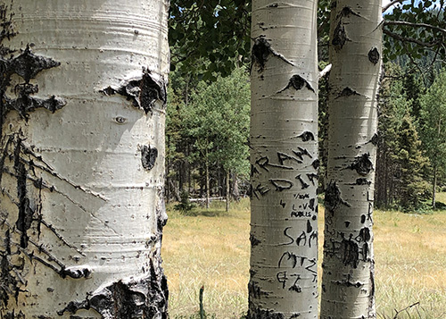 Names, dates and hearts are carved into the white bark of aspen trees.
