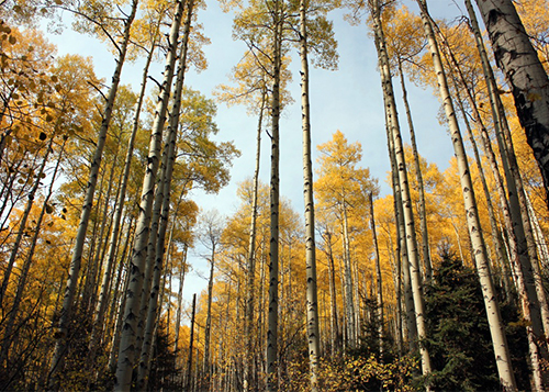 A grove of tall, yellow aspens.