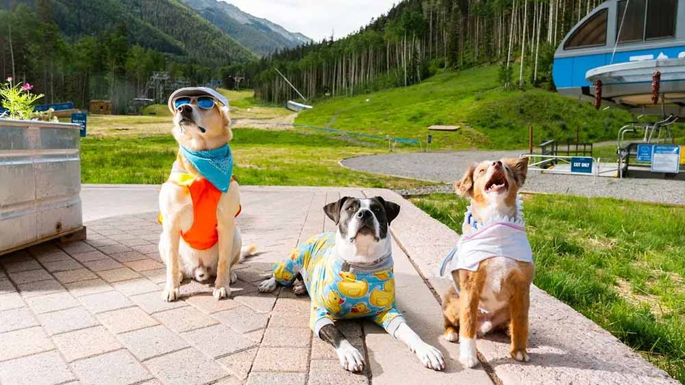 Mutt Strut 5k fun run/walk in Taos Ski Valley