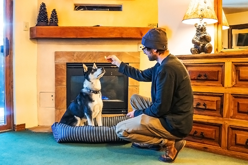 A man gives his dog a treat in a hotel room with a fireplace.