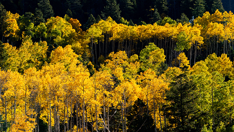 A large stand of bright golden yellow aspens stand in front of dark green fir trees.