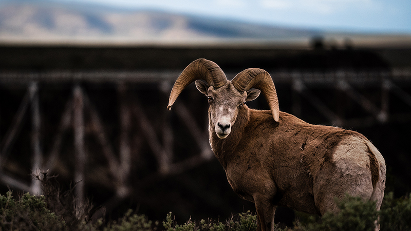 A bighorn sheep looks into the camera in front of an architectural bridge.