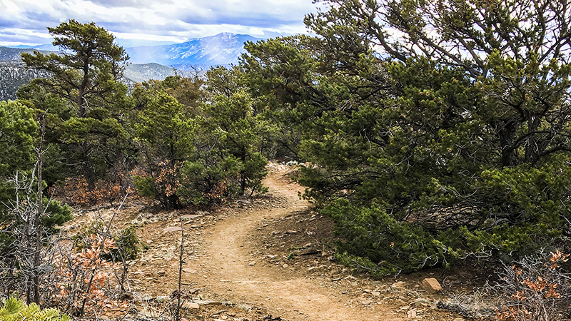 A winding dirt trail leads ahead into a grove of pinon trees with mountains in the distance.