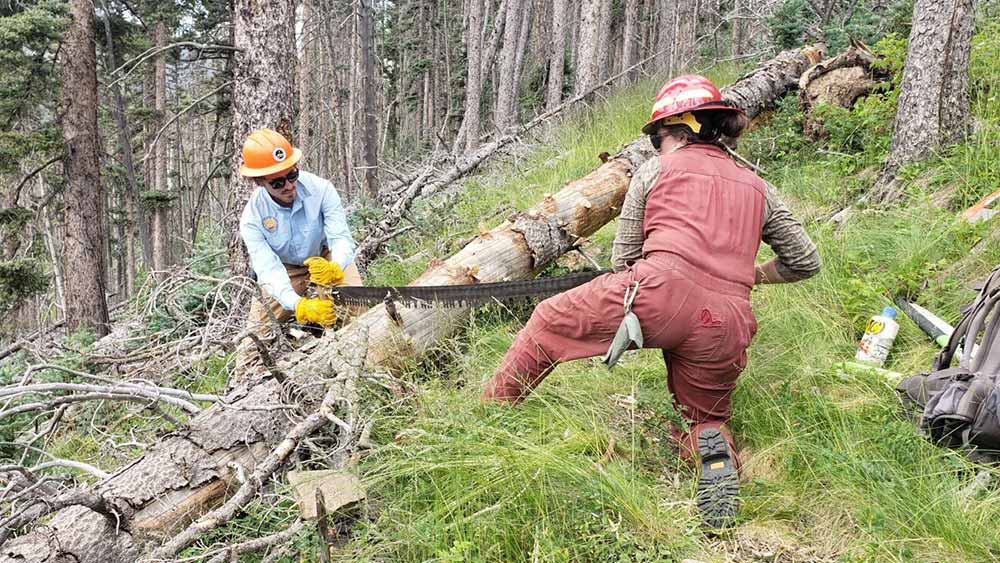 ECTA Crosscut Saw Training