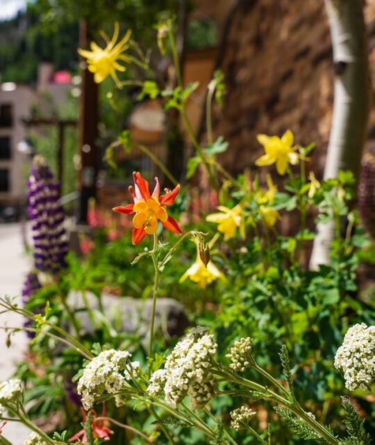 The beautiful summer alpine flowers at the Edelweiss Lodge & Spa