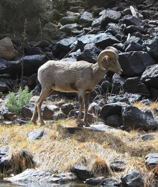 A Bighorn sheep in the Rio Grande Gorge, New Mexico