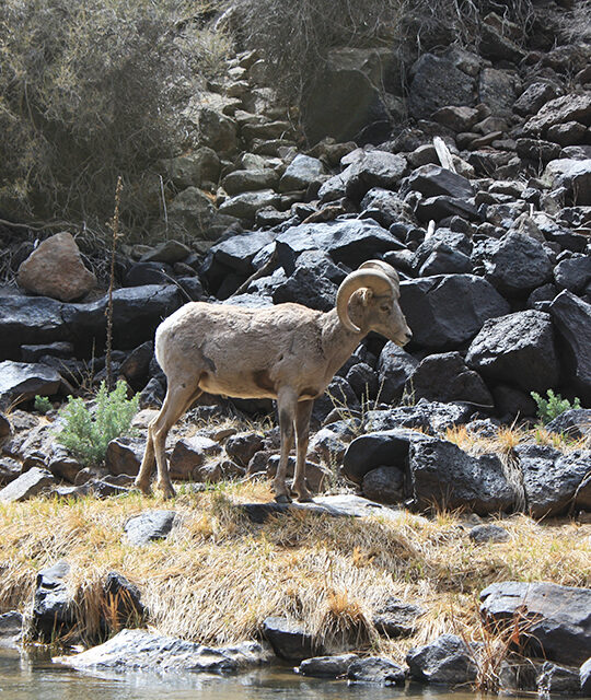 A Bighorn sheep in the Rio Grande Gorge, New Mexico