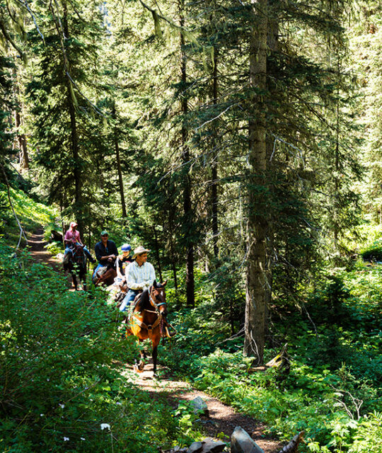 Guided horseback ride up Long Canyon in Taos Ski Valley.