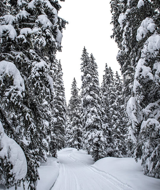 snow laden pine trees