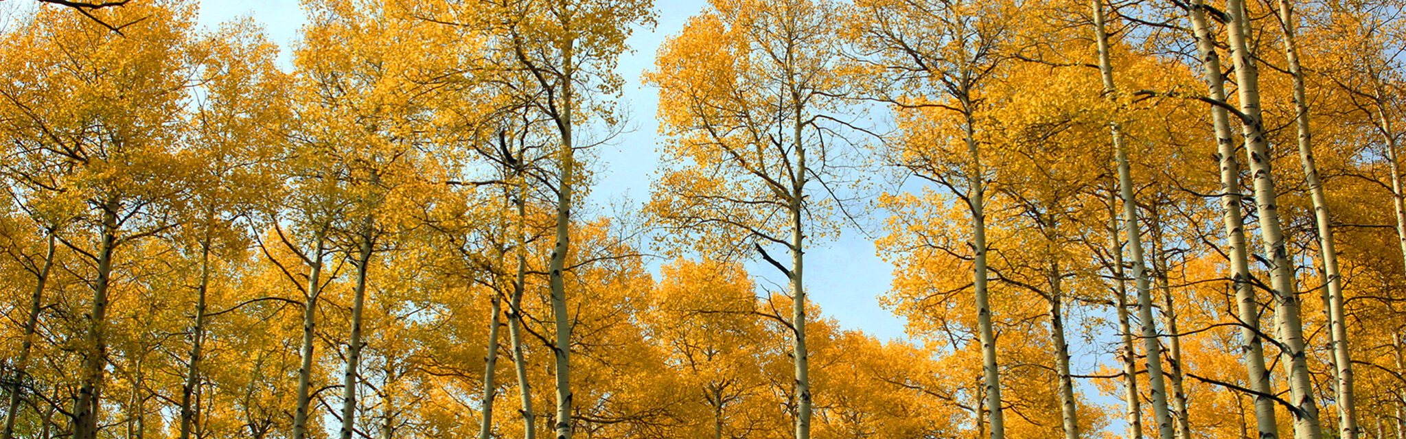 Yellow aspen trees in front of a blue sky