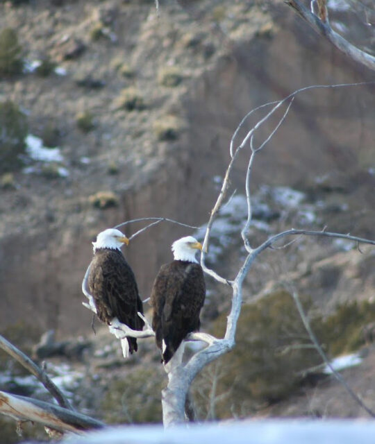 Two bald eagles in the Rio Grande Gorge near Pilar.