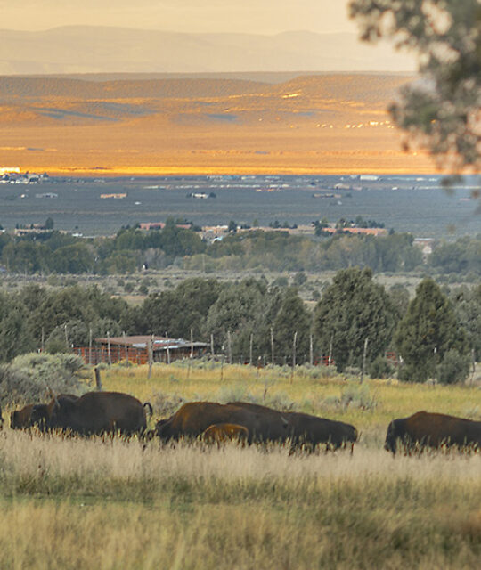 Buffalo grazing at sunset with mountains in background.