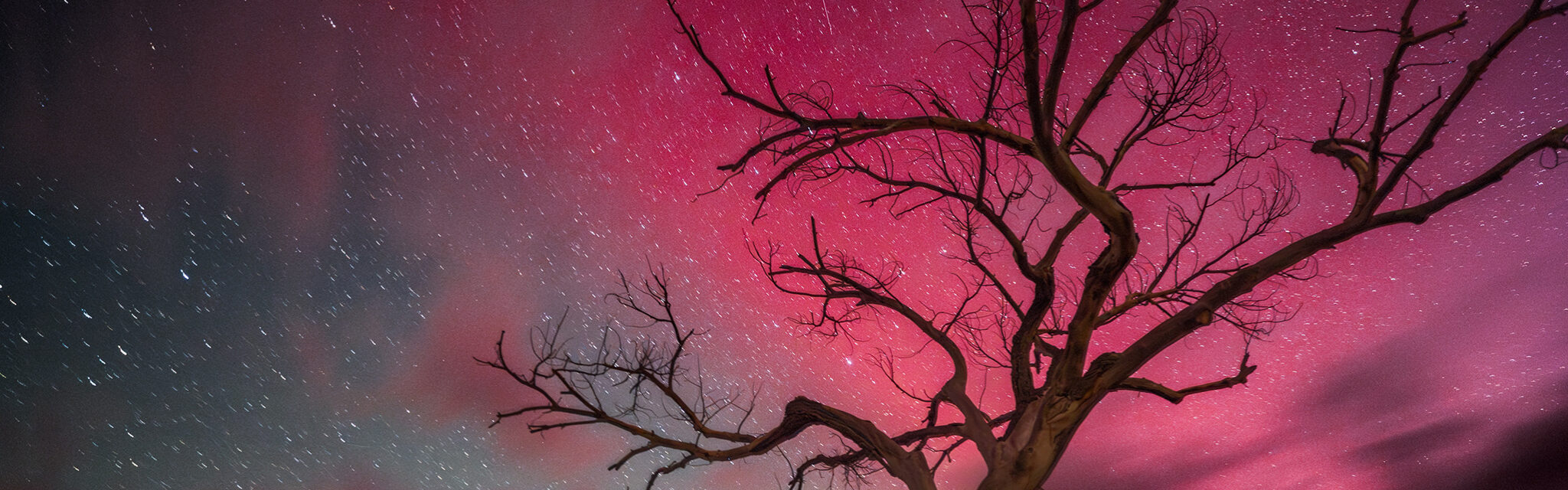 The aurora borealis shines magenta behind the silhouette of an old, dead tree.