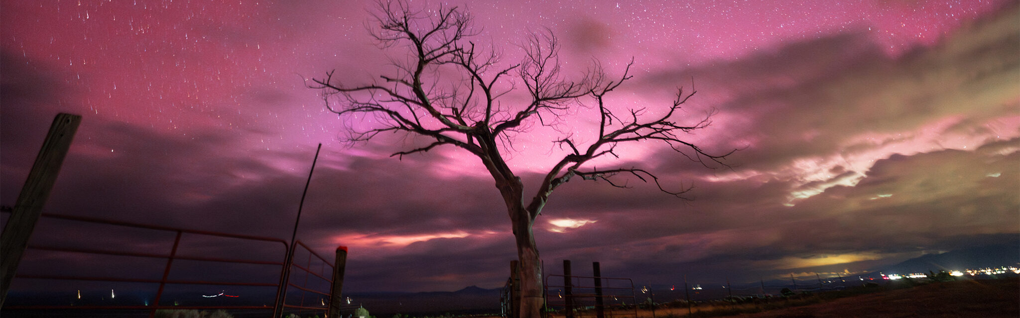The aurora borealis shines magenta behind the silhouette of an old, dead tree.
