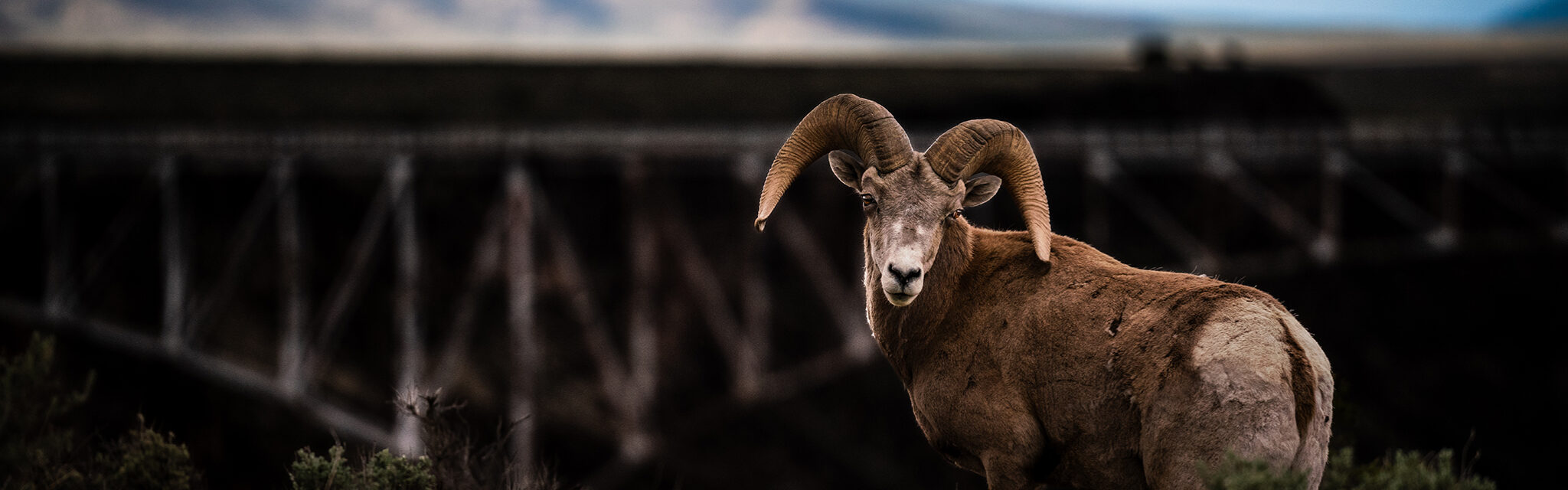 A Rocky Mountain Bighorn Sheep looks over his shoulder at the camera with the Rio Grande Gorge Bridge behind him.
