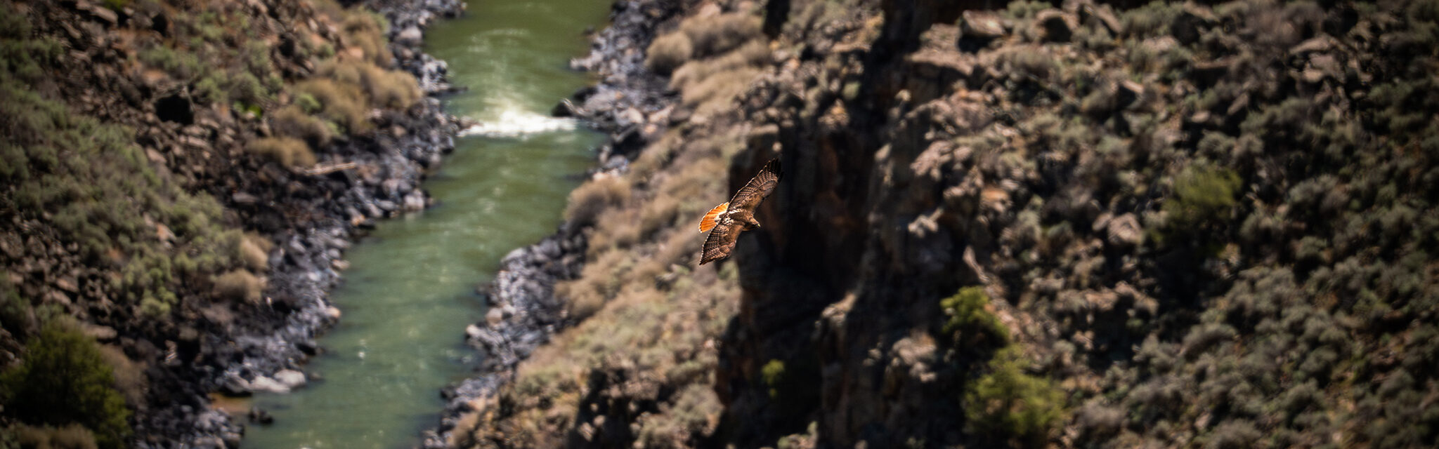 A red-tailed hawk soars above rocky cliffs and a river with rapids below.