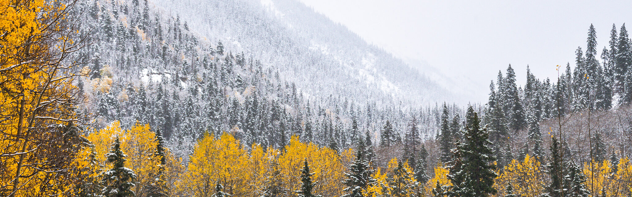 The white trees on a mountainside fading into the snow and bright yellow aspens in the foreground.