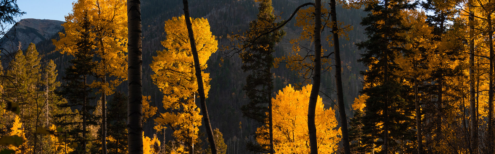 Yellow aspens glow in the late afternoon sun.