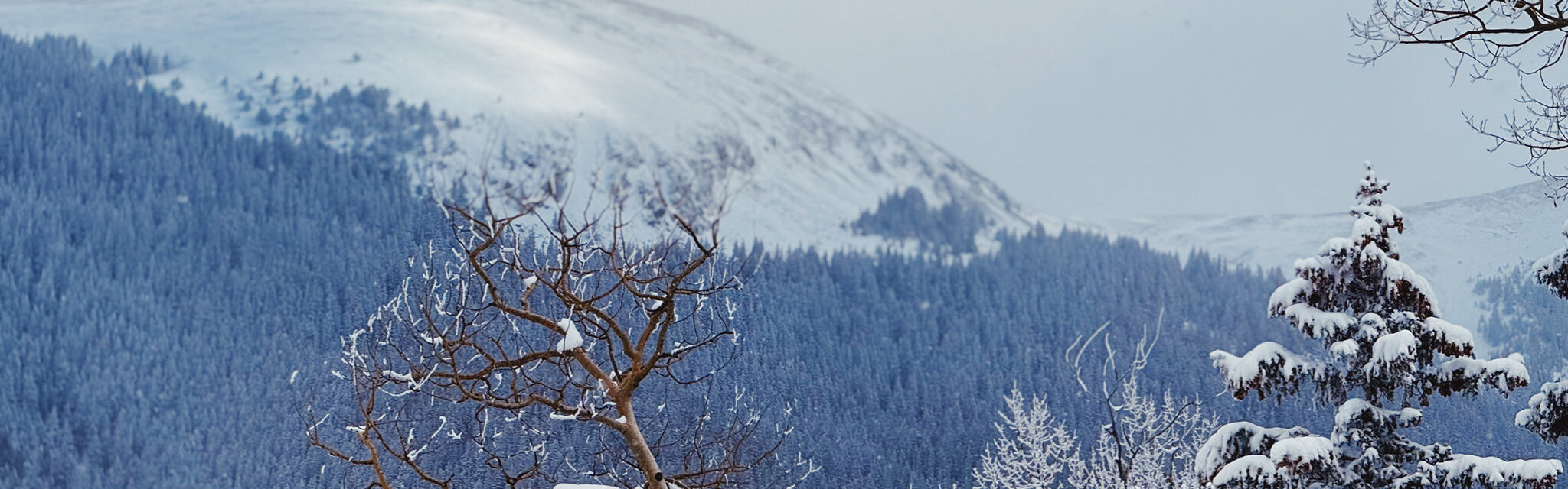 A bare, lone tree stands in front of a large snow-capped mountain.