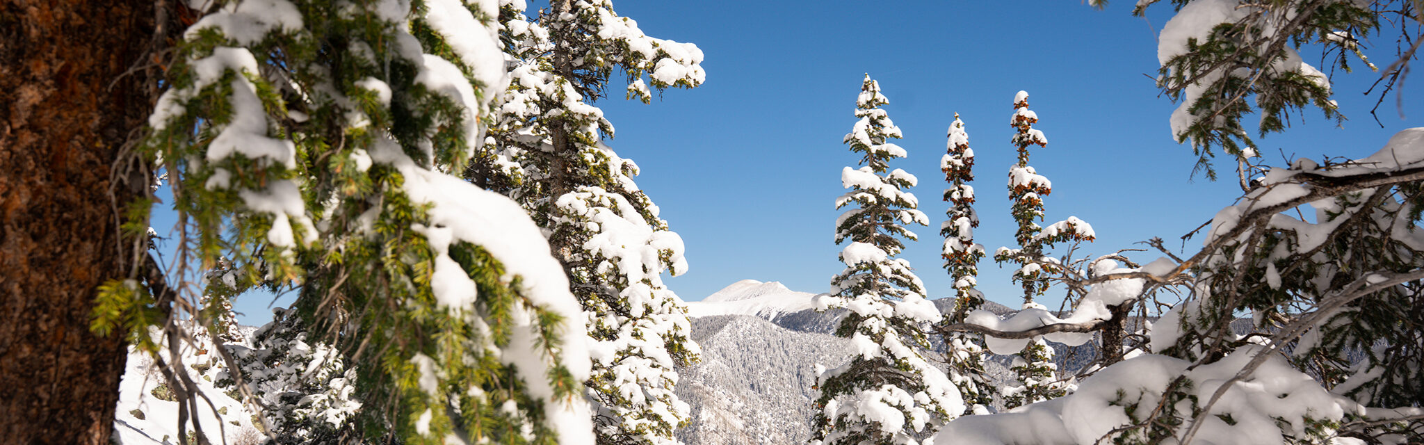 A snowy, treeless peak stands out above the horizon, looking through heavily snow covered trees.