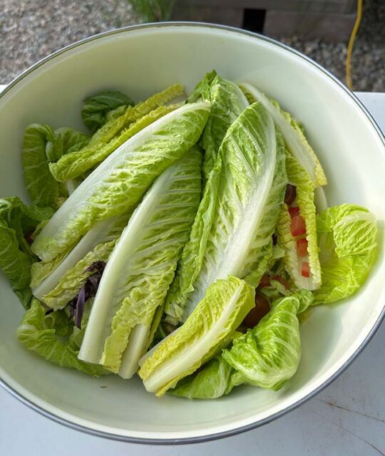 Bowl of romaine lettuce.