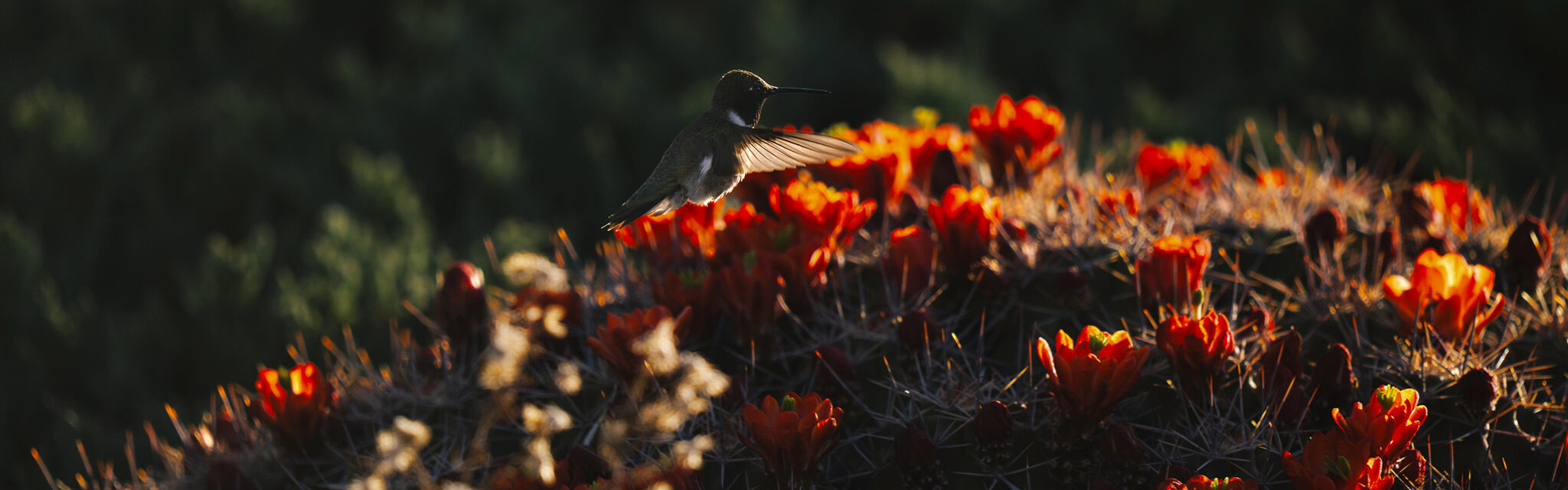 A hummingbrid hovers over a large cactus filled with bright, red flowers.