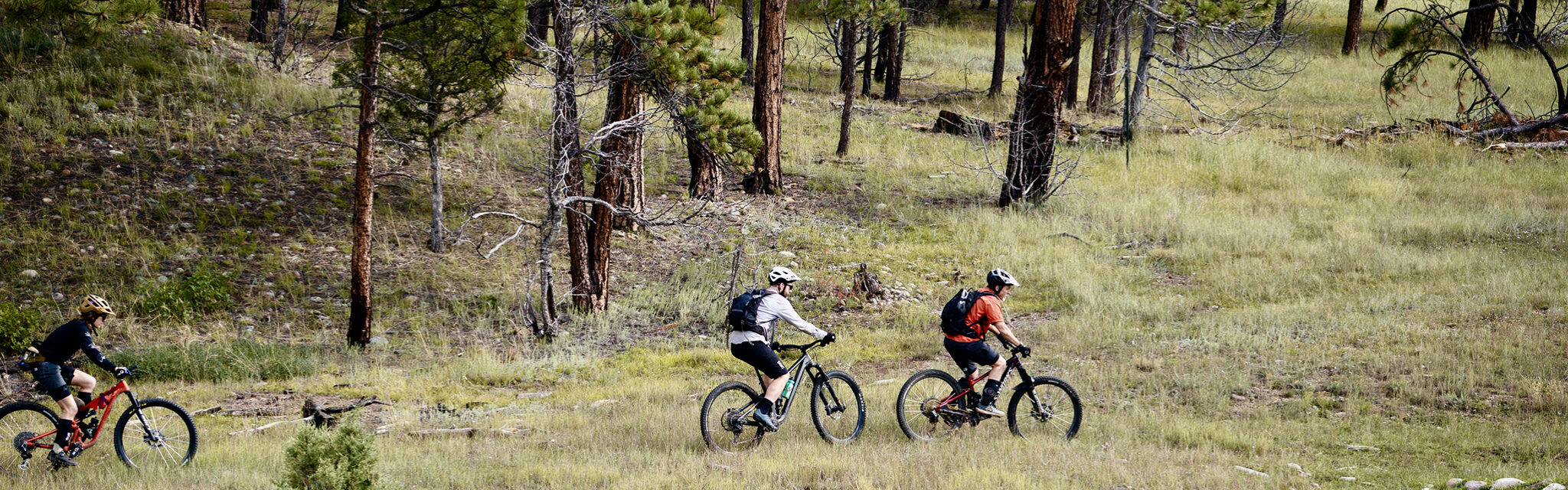 Two mountain bikers cross a grassy area near ponderosa pine trees.