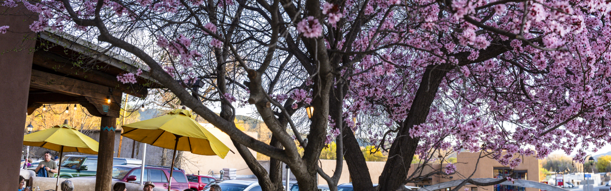 Blooming Tree with people on an outdoor patio