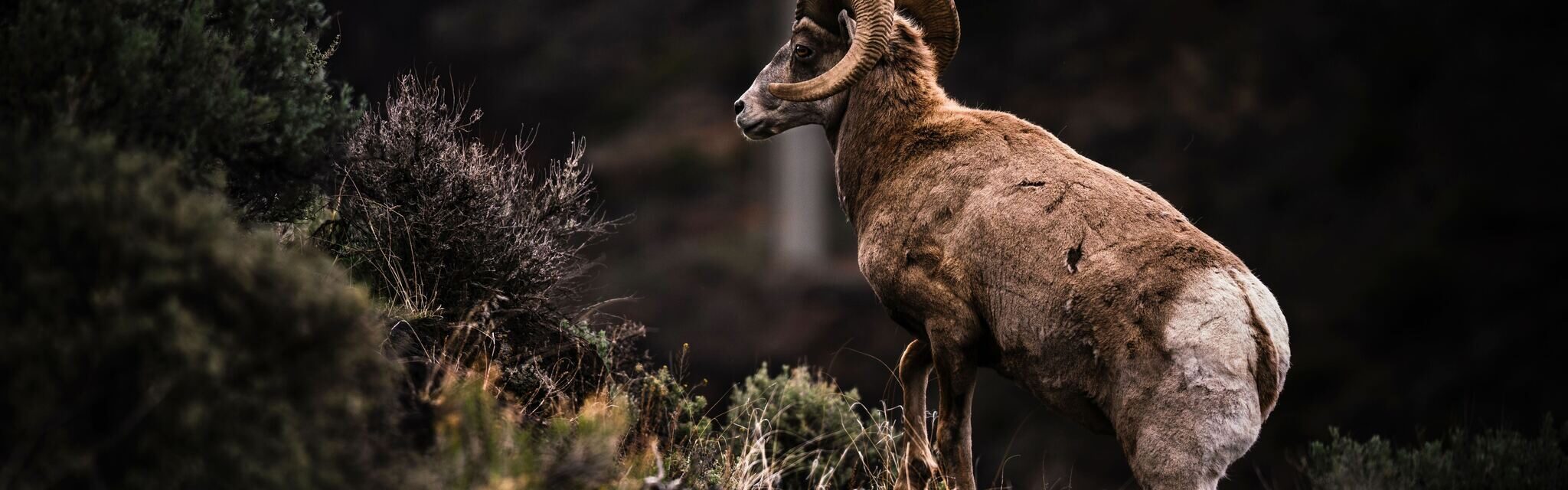 A ram wondering the mountain