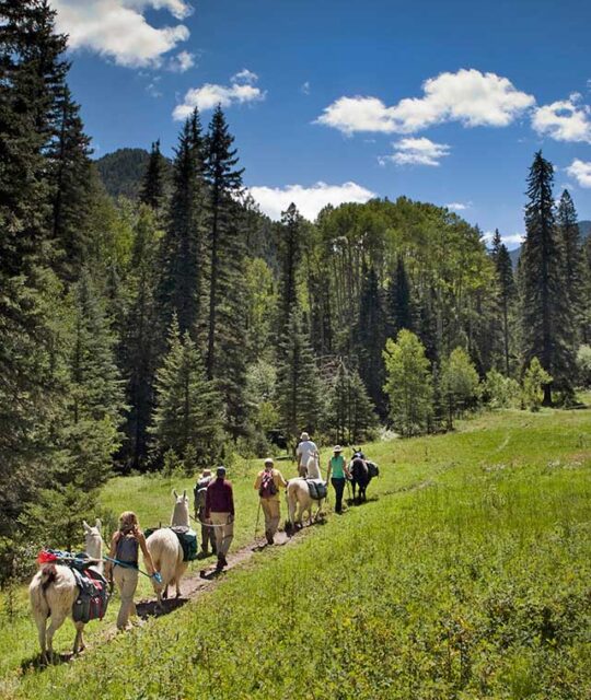 A group of llama trekkers crossing the beautiful green Columbine Trail meadow.