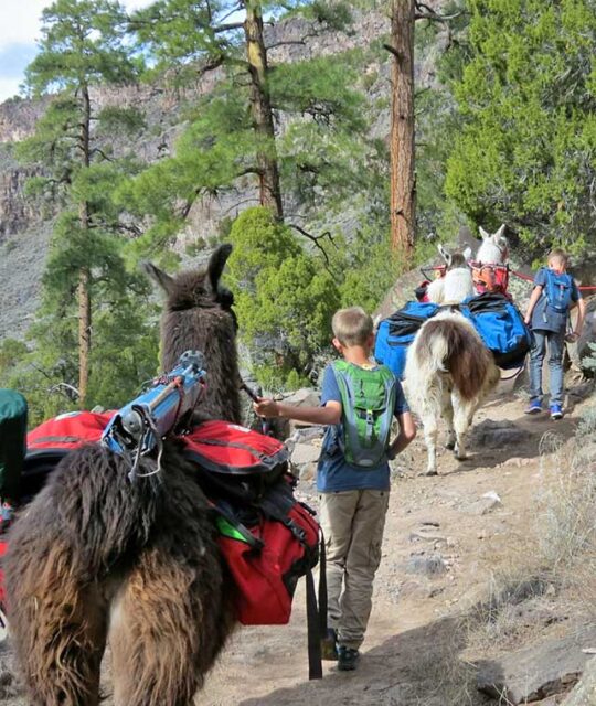 Boys leading a llama on a trekking hike at the Rio Grande Gorge.