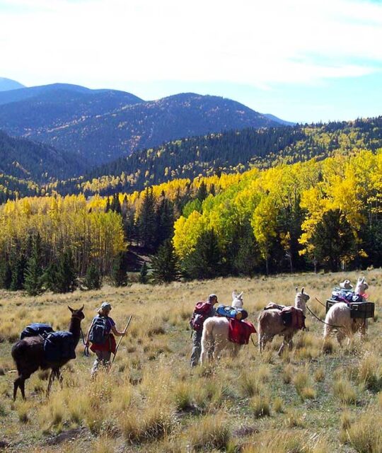Llama trekkers enjoying a stunning view and golden aspen with Wild Earth Llama Adventures.