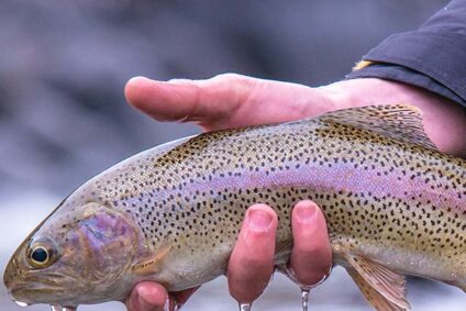 Ramblin’ Fly Fishing
