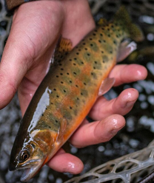 Rio Grande Cutthroat Trout fly fishing with Ramblin' Fly Fishing in Taos, NM